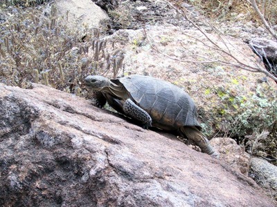 Tonka and I both stick our necks out at times